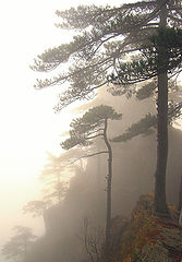 фото "Misty pines"