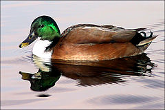 photo "Duck"