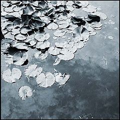 фото "кувшинки"