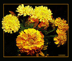 photo "And again about flowers..."