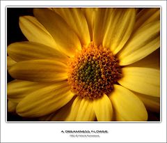 фото "Мечтательный цветок"
