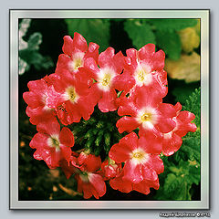 photo "Lysimachia"