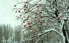 photo "Winter garden"