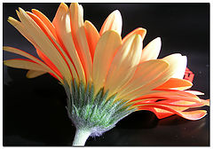 photo "Under the scene - Gerbera"