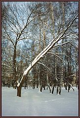 фото "деревья в снегу"