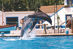 photo "dolphins"