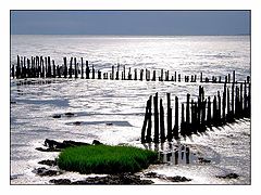 photo "green island in the mud-flats"