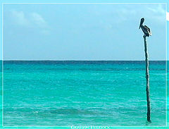 фото "Here I Perch"