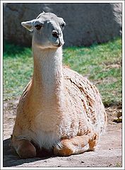 photo "Overseas beauty. Guanaco"