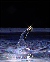 фото "Evolution"