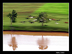 photo "The cows"