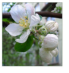photo "Appletree in color"