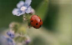 фото ""Lady-bird""