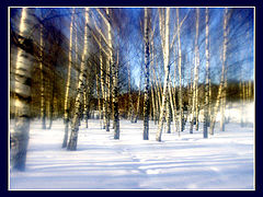 photo "Attraction of Silence"