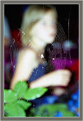 photo "Web"