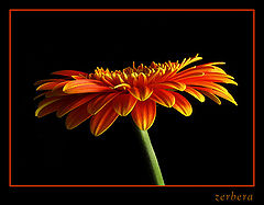 фото "Orange..."