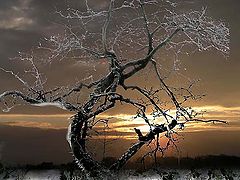 фото "dead tree in winter"