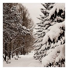 photo "Oversnowing"