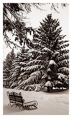 photo "Winter Park"