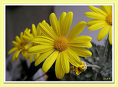 photo "Daisy"