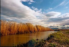 photo "Canes and Mud"