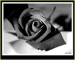 photo "B&W Rose"