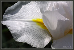photo "Iris Song"