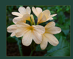 photo "Yellow-Rose in Green"