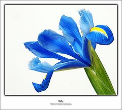 фото "*****"