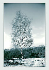 photo "Untitled photo"