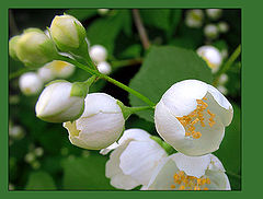 photo "I Love Flowers"