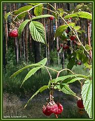 photo "Forest raspberry"