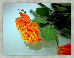photo "American Beauty"