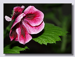 photo "Gtranim..."