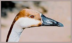photo "The goose"