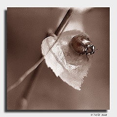 photo "Lady B"