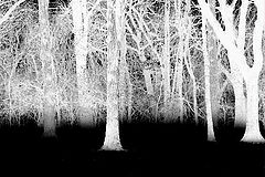 фото "Count Dracula`s Backyard"