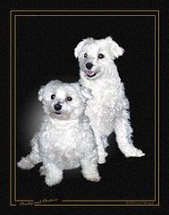 photo "Bailey and Buttons"