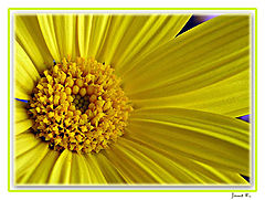 photo "Let`s explore inside a daisy"