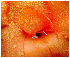 photo "Orange Refreshing Flower"