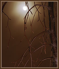 photo "Moonlit"