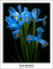 photo "Blue bouquet"