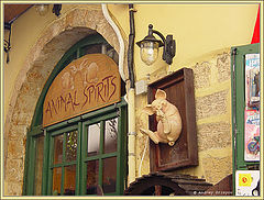photo "Animal spirits"