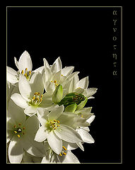фото "Purity..."