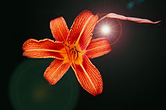photo "Fleur"