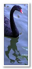 photo "Portrait ..."