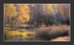 photo "Birches, the reed and is a little water"