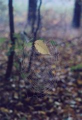 photo "Soul"