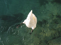 photo "swan"
