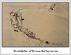 photo "the recollection of the wave"